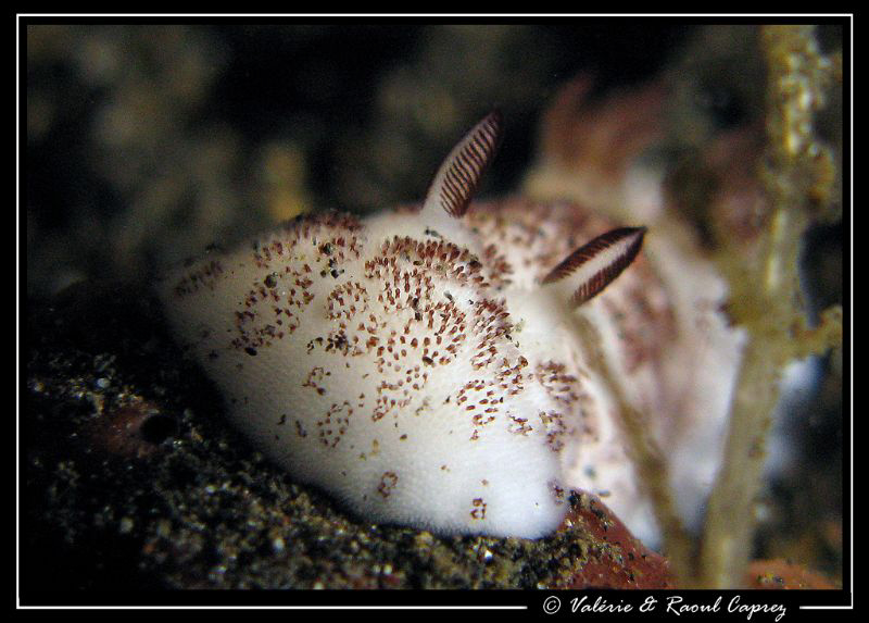 Jorunna sp. by Raoul Caprez 