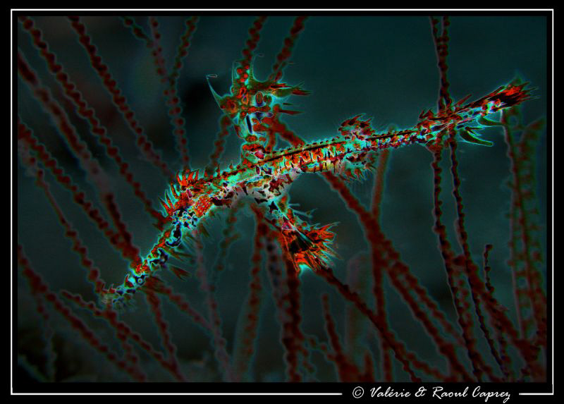 Solenostomus paradoxus by Raoul Caprez 
