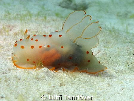 nudi by Lütfi Tanrıöver 