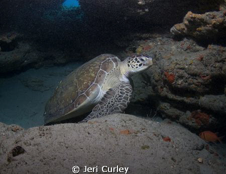 Green Sea Turtle under a ledge.  Taken with Olympus Evolt... by Jeri Curley 