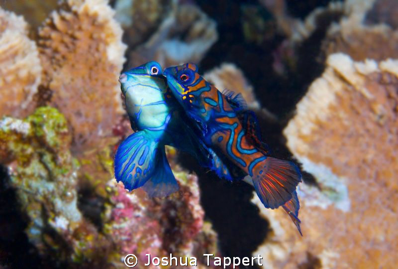 Mating Mandarin Fish. by Joshua Tappert 