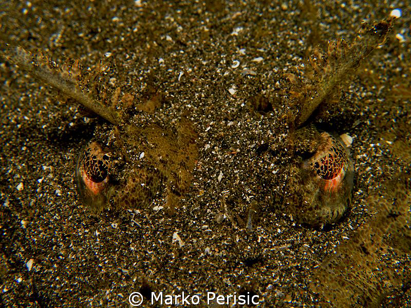 CROC-EYES by Marko Perisic 