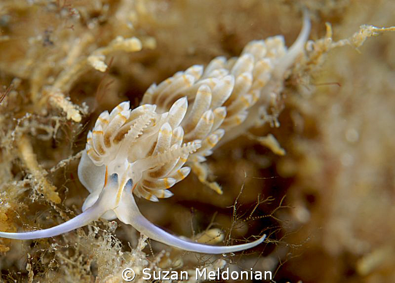 Dondice Occidentalis by Suzan Meldonian 