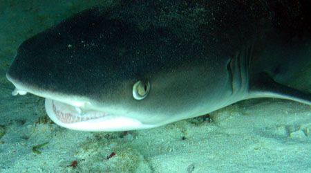 A happy White Tip Reef Shark, Ningaloo Reef by Penny Murphy 