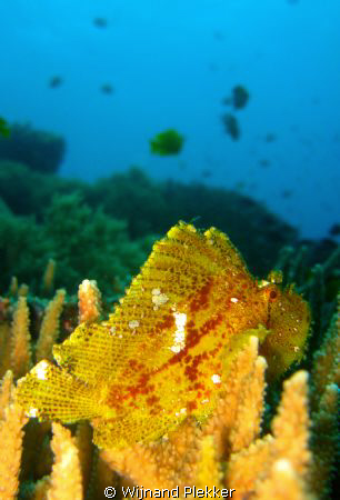 Leaffish posing... by Wijnand Plekker 