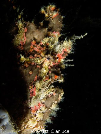 frogfish profile by Afflitti Gianluca 