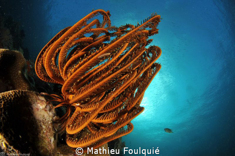 crinoid_Raja Ampat by Mathieu Foulquié 