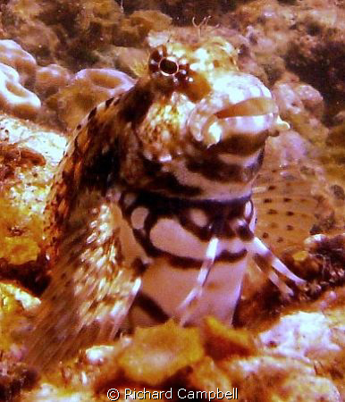 king of this rock..sealife dc1000 by Richard Campbell 