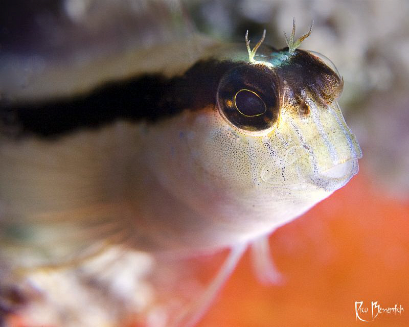 Blenny.."Bokeh style" ;-) by Rico Besserdich 