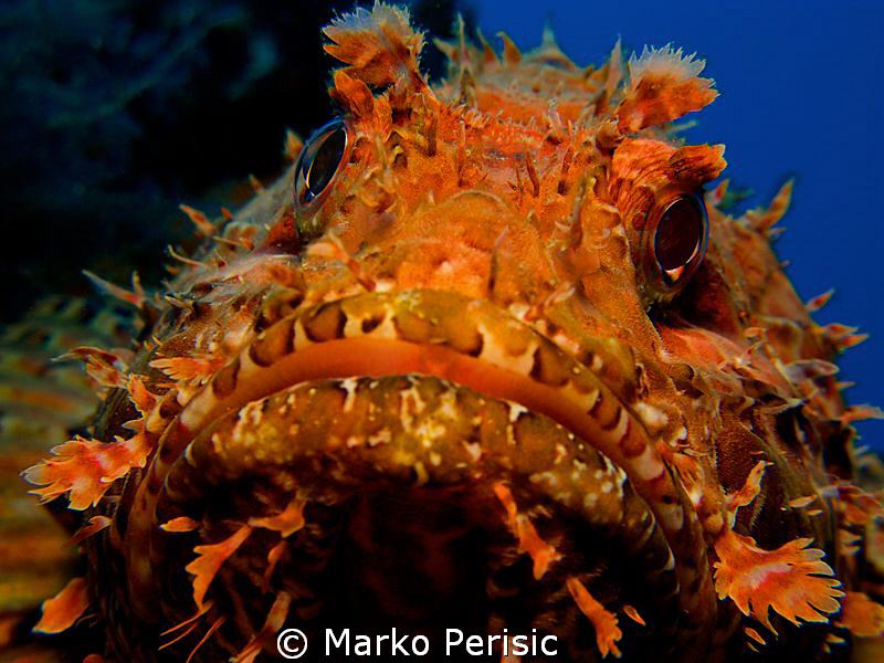 Scorpaena scrofa by Marko Perisic 