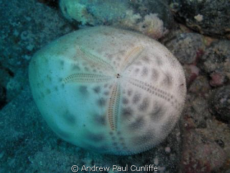 Skeleton of a sea urchin at 3m, taken on a Casio Z85 with... by Andrew Paul Cunliffe 
