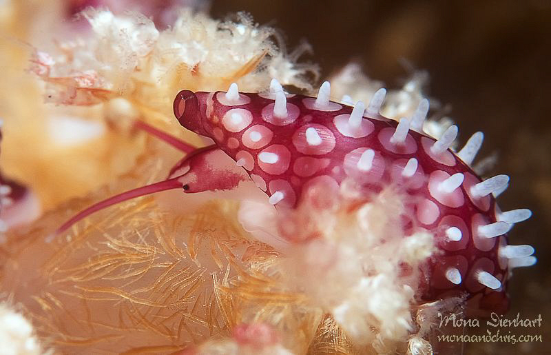 pinky home by Mona Dienhart 