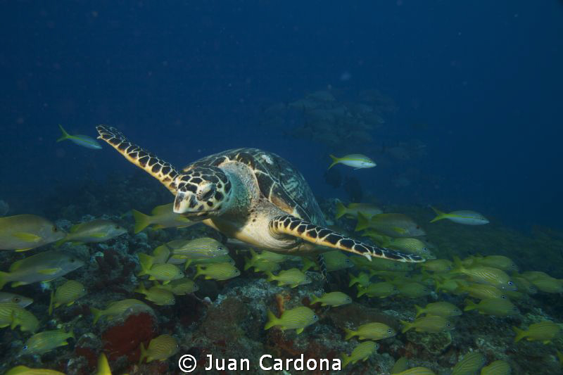 flying ! by Juan Cardona 
