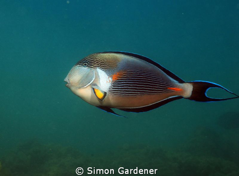 sohal, shot with nikon D70s and 50mm macro by Simon Gardener 