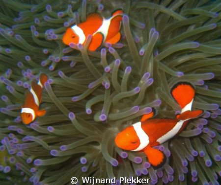 Circle of clowns by Wijnand Plekker 