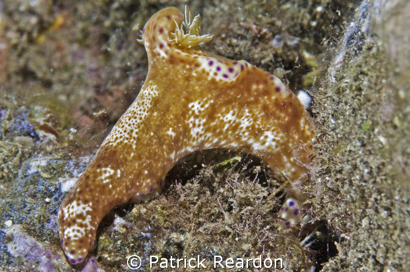 Kangaroo nudibranch. Maui, Hawaii. Very uncommon. by Patrick Reardon 