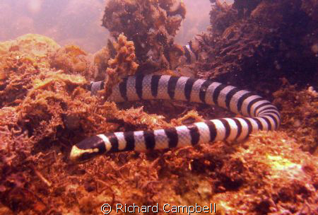 slip-sliding along..Sealife DC1000.. by Richard Campbell 