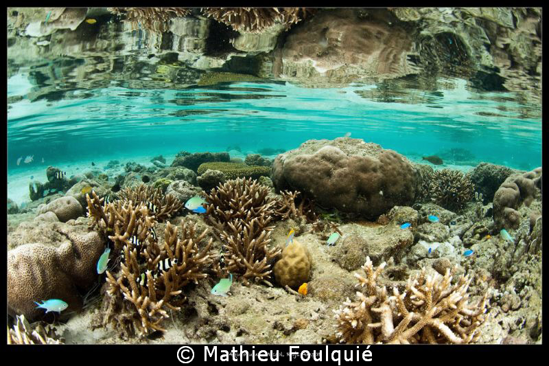 aquarium_Misool eco resort by Mathieu Foulquié 