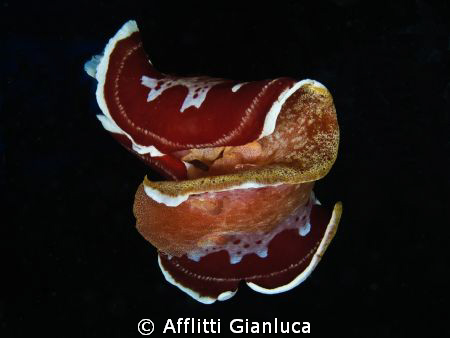 pay attention to the periclimenes by Afflitti Gianluca 