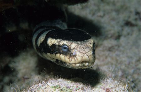 seasnake,wakatobi 2004,F90+105mm by Marco Wannenmacher 