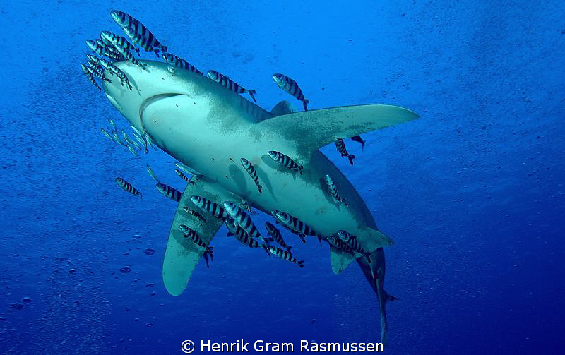 Oceanic White Tip by Henrik Gram Rasmussen 