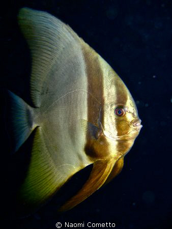 friendly Batfish by Naomi Cometto 