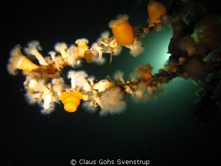 Wreck dive by Claus Gohs Svenstrup 