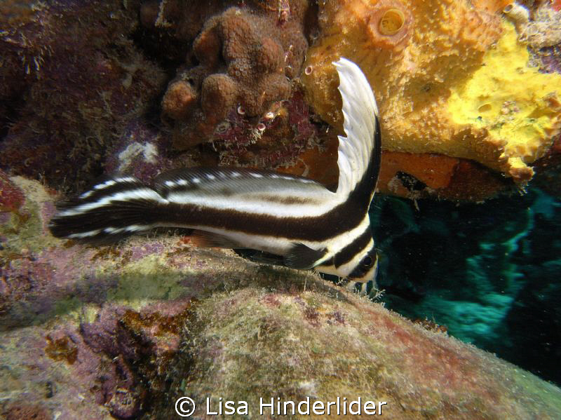 Spotted drum Juvenile....lovely & graceful! by Lisa Hinderlider 