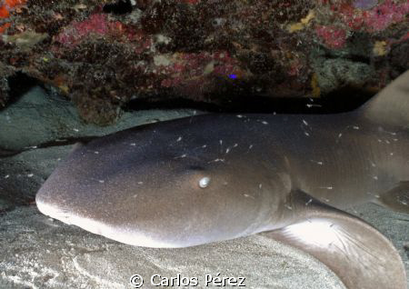 Nurse Shark @ Andrea's Reef Guanica Puerto Rico by Carlos Pérez 