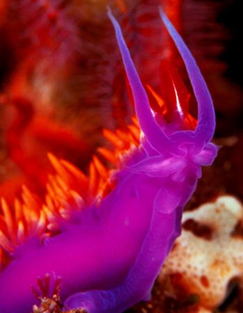Spanish Shawl Nudibranch, San Miguel Island, CA (Nikon F4... by Andrew Dawson 
