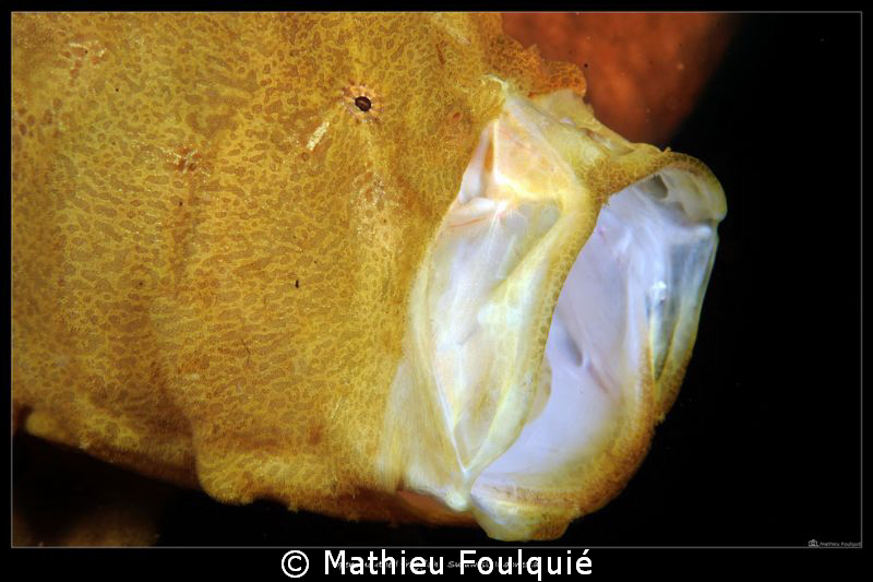 frogfish by Mathieu Foulquié 