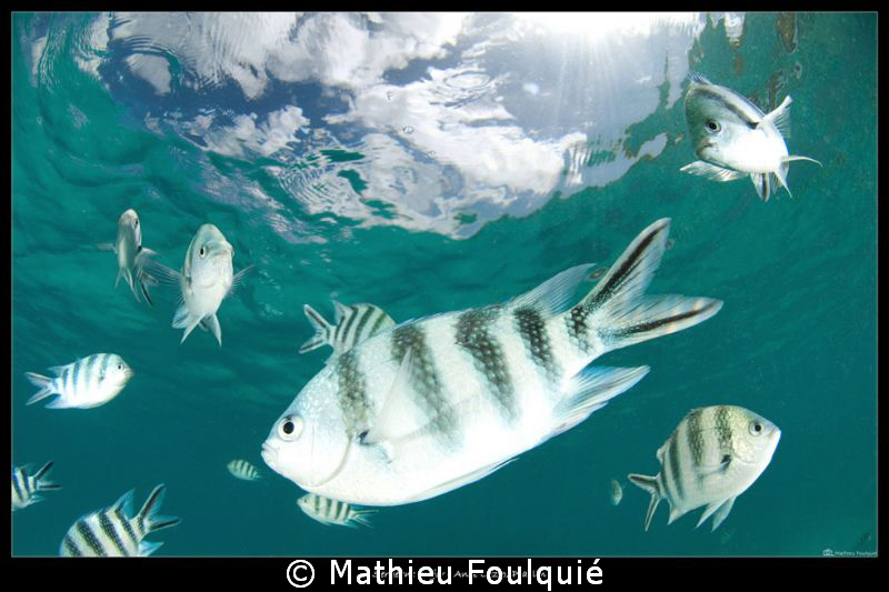 sergeant major_Anse Lazio_Praslin by Mathieu Foulquié 