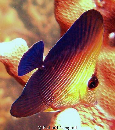 go fish--sealife dc1000 by Richard Campbell 