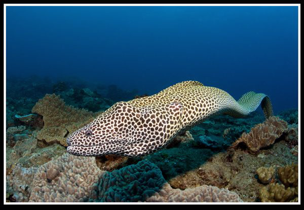 Honeycomb moray by Dray Van Beeck 