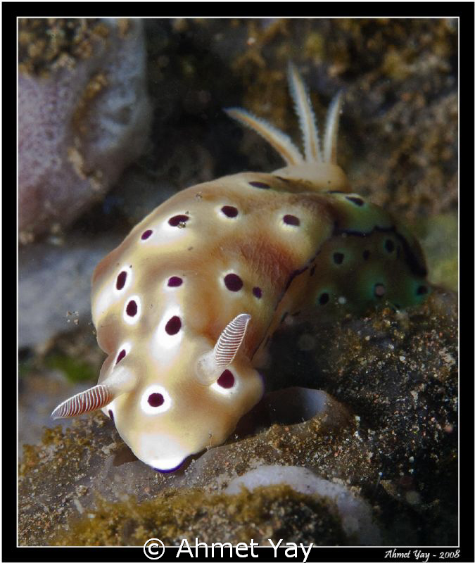 Risbecia Tryoni... by Ahmet Yay 
