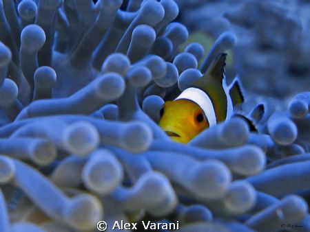 Blue bed
Shot with CANON G9 by Alex Varani 
