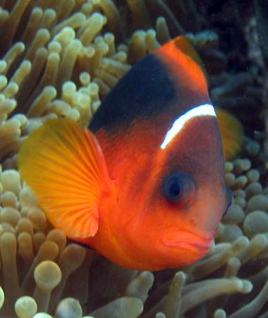 Tomato Clownfish, Ningaloo Reef by Penny Murphy 