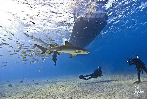 In come the first of many visitors we had on an amazing d... by Steven Anderson 