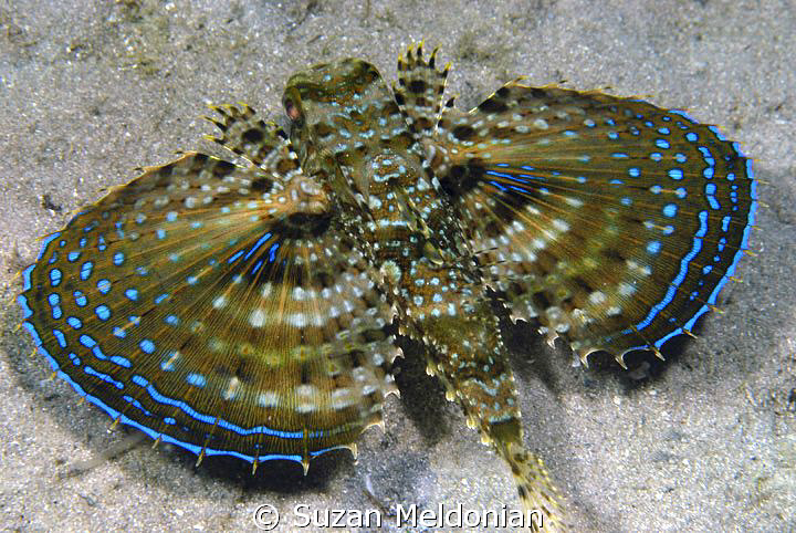 Flying Gurnard by Suzan Meldonian 
