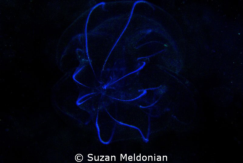 Stealth Stinger ! by Suzan Meldonian 