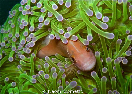 This is my home!!!!! by Naomi Cometto 