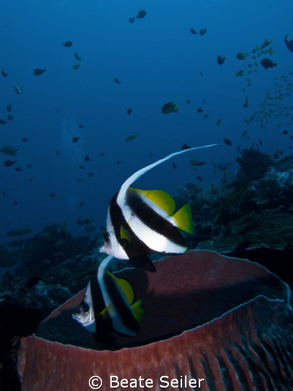 Bannerfish over a huge sponge by Beate Seiler 