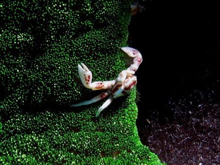 Image taken with Canon Pro1 housed in Ikelite case. Locat... by Adam Frey 