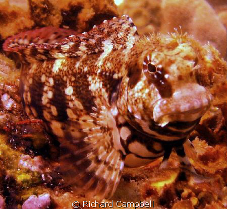 eal like body..sealife dc 1000 by Richard Campbell 