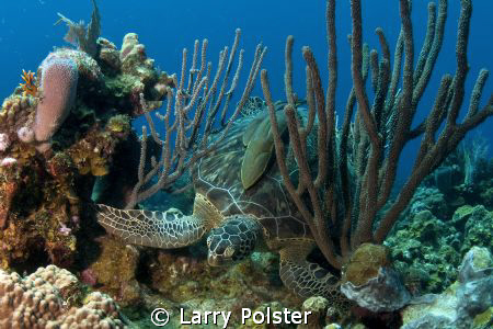 Green turtle trying to rid himself of two remora. D300-To... by Larry Polster 