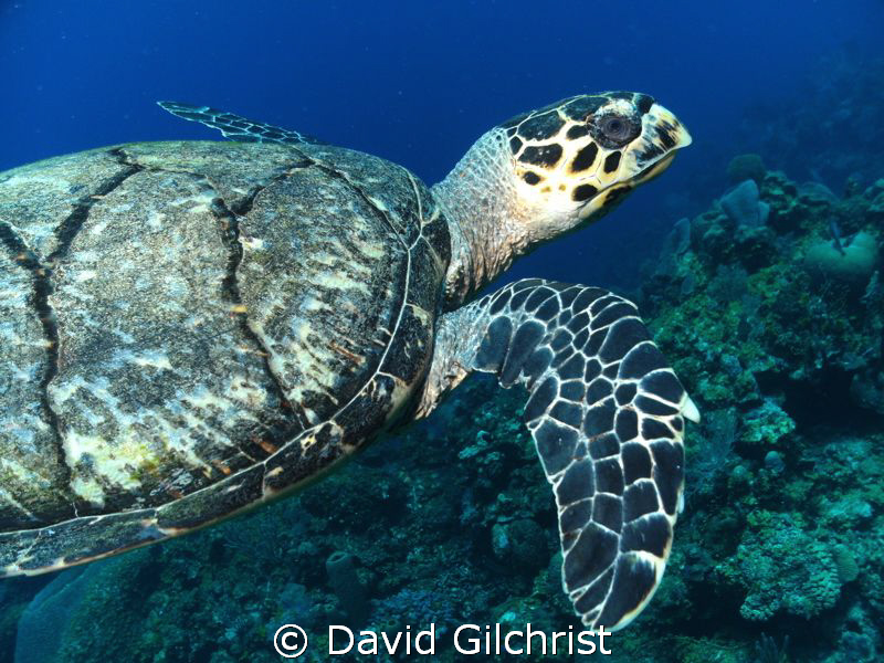 Another view of the turtle, Roatan, Honduras
SeaLife DC1000 by David Gilchrist 