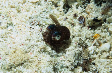 bobtail squid,wakatobi 2004,F90+105mm by Marco Wannenmacher 