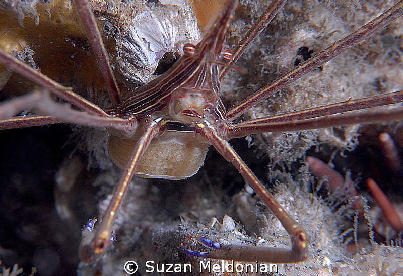 A little Arrow Crab with eggs. They look like they are he... by Suzan Meldonian 