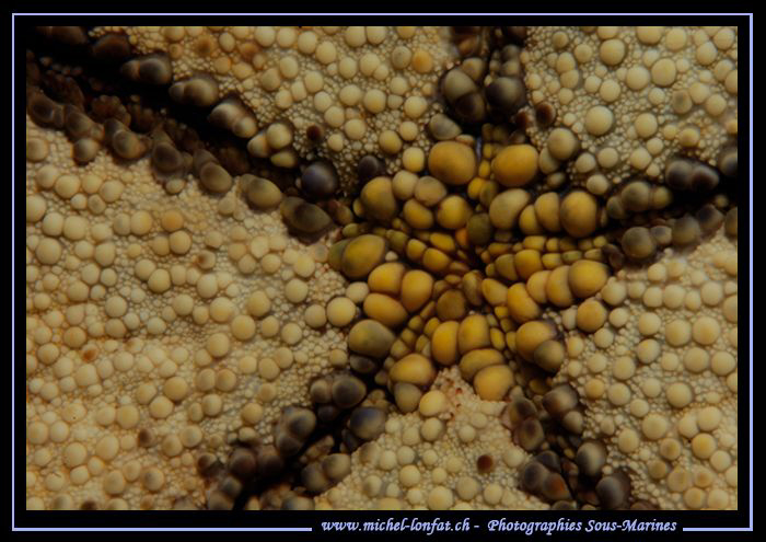 Sea Star... :O)... by Michel Lonfat 