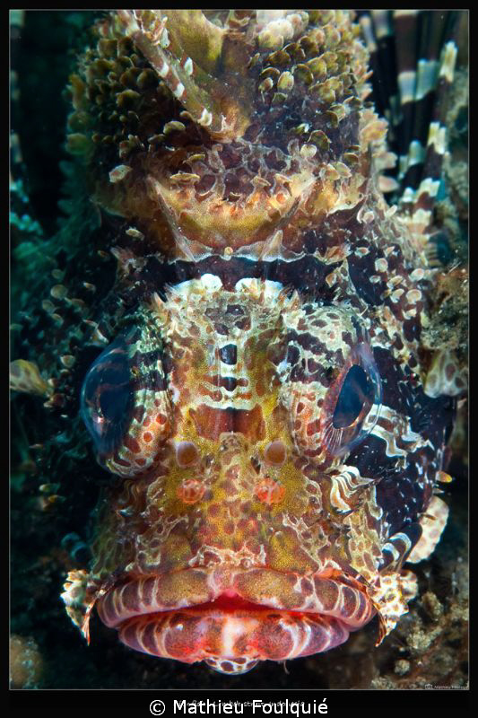 Lionfish face_Lembeh by Mathieu Foulquié 